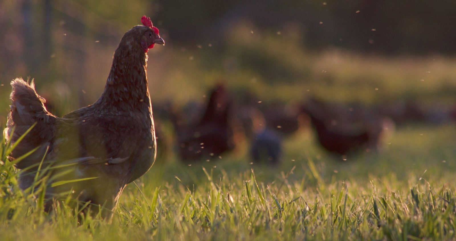 Free-range chickens at Seven Sons’ partner, Gunthorp Farms | Seven Sons Farms
