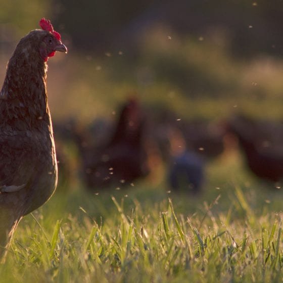 Free-range chickens at Seven Sons’ partner, Gunthorp Farms | Seven Sons Farms